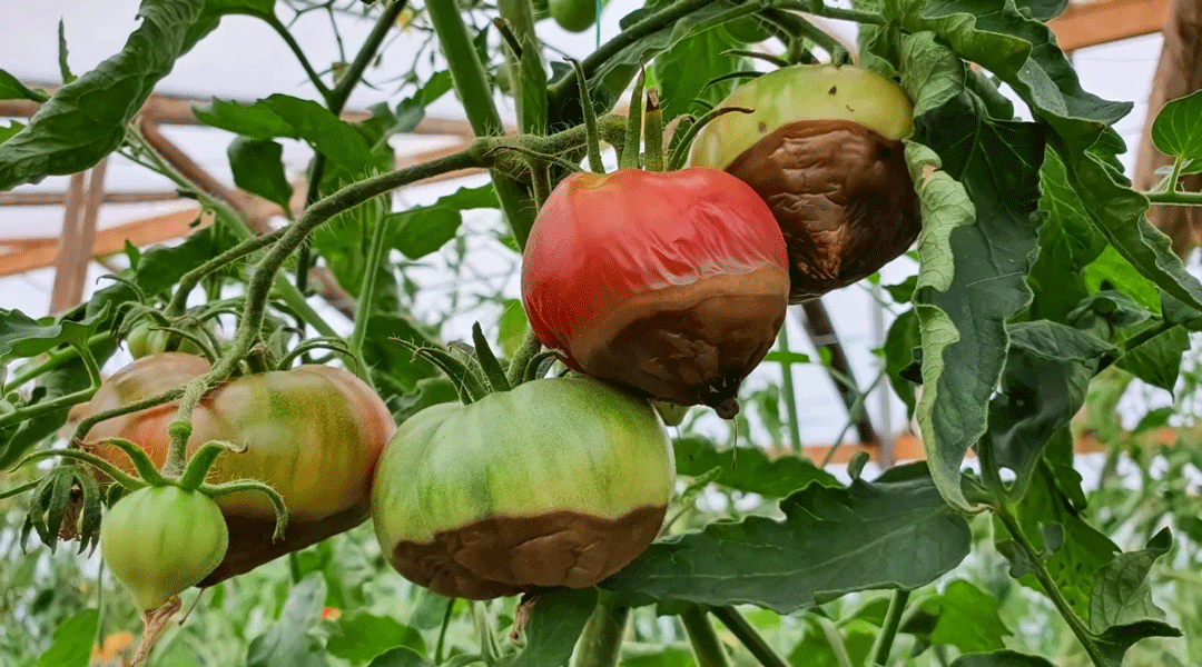 کمبود کلسیم (Ca) در گوجه فرنگی