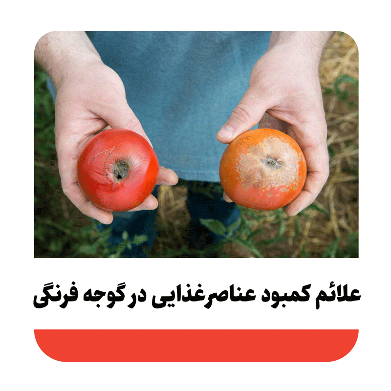 علائم کمبود عناصر غذایی در گیاه گوجه فرنگی