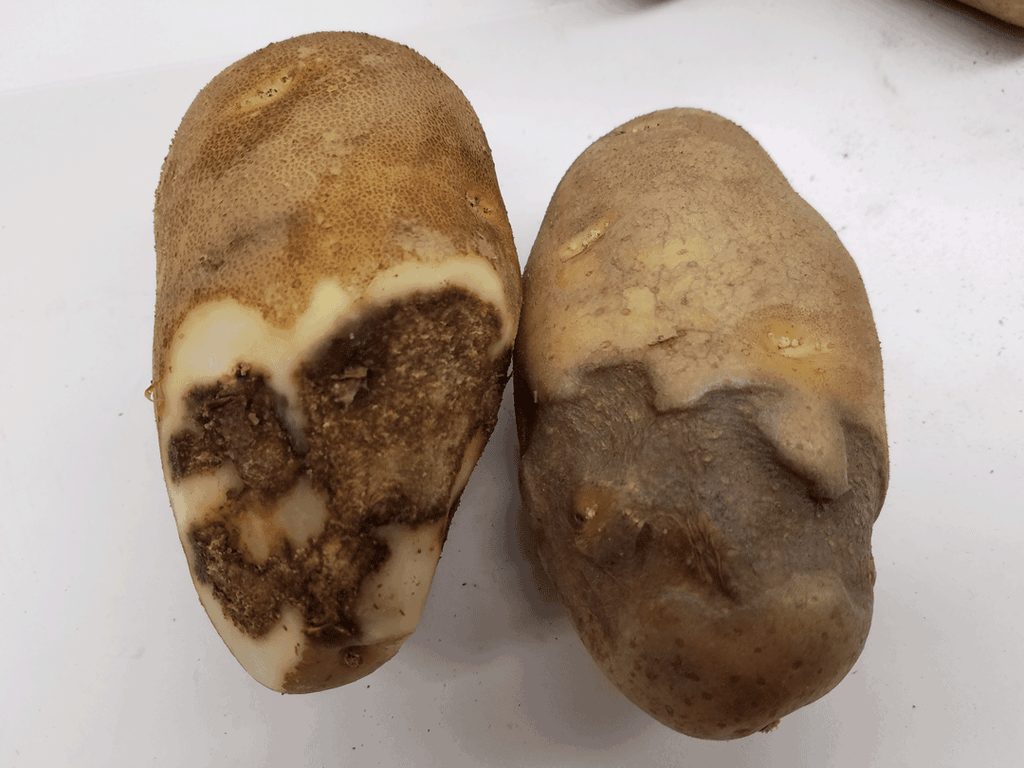 بیماری سیب زمینی