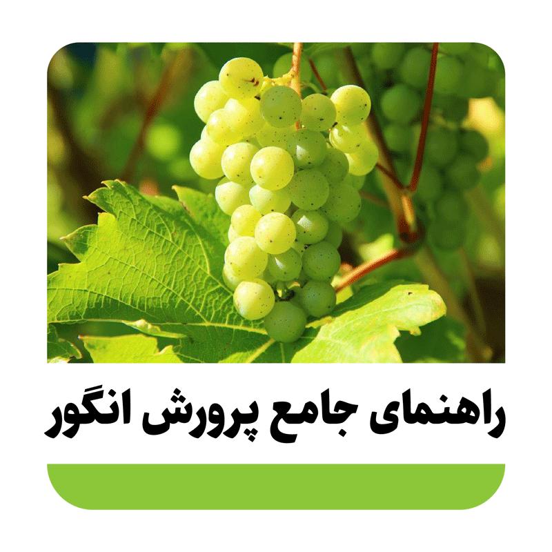 انگور