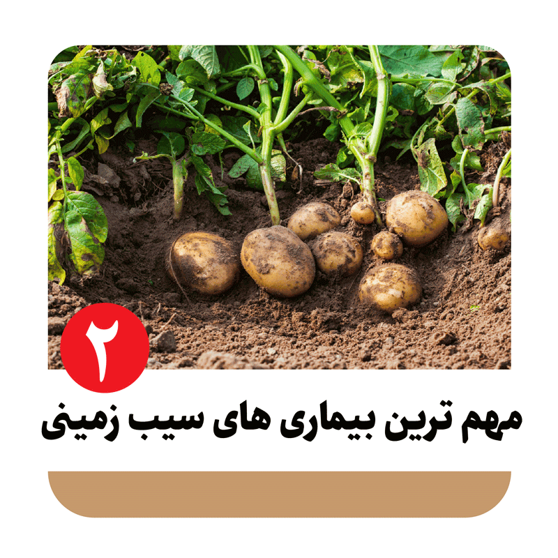 ویروس های سیب زمینی