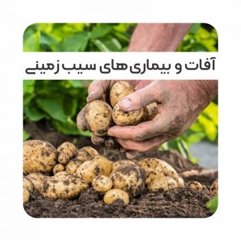 آفات و بیماری سیب زمینی