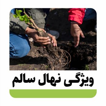 tree ویژگی های نهال سالم و خوب