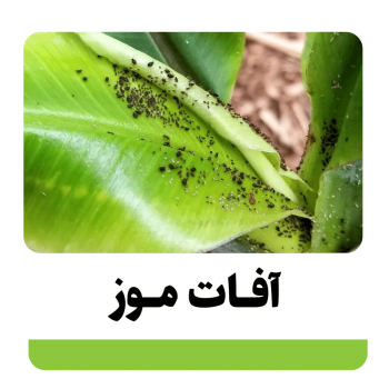 10 آفات خطرناک موز