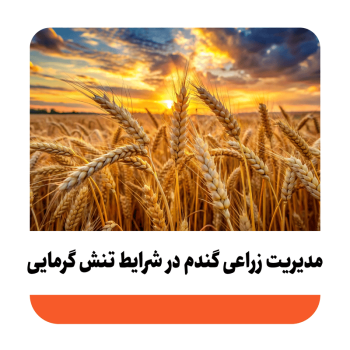 مدیریت زراعی گندم در شرایط تنش گرما چگونه است؟
