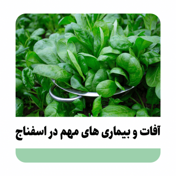 مهم ترین آفات و بیماری های اسفناج