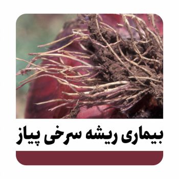 بیماری ریشه سرخی پیاز