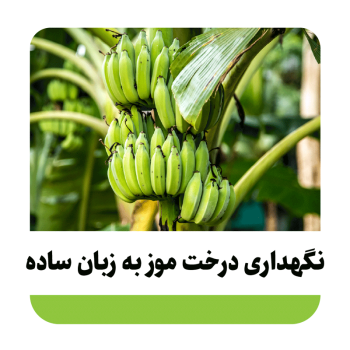 مراحل نگهداری درخت موز