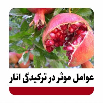 ترکیدگی انار عوامل موثر ترکیدگی انار