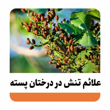 تنش پسته علائم تنش درختان پسته