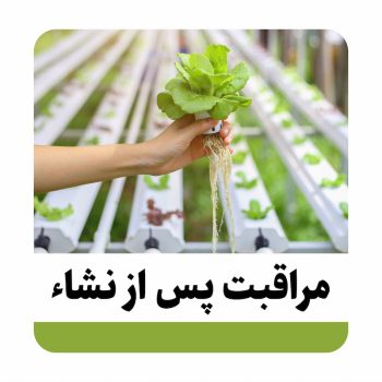 مراقبت پس از نشاء مراقبت کردن از نشاء